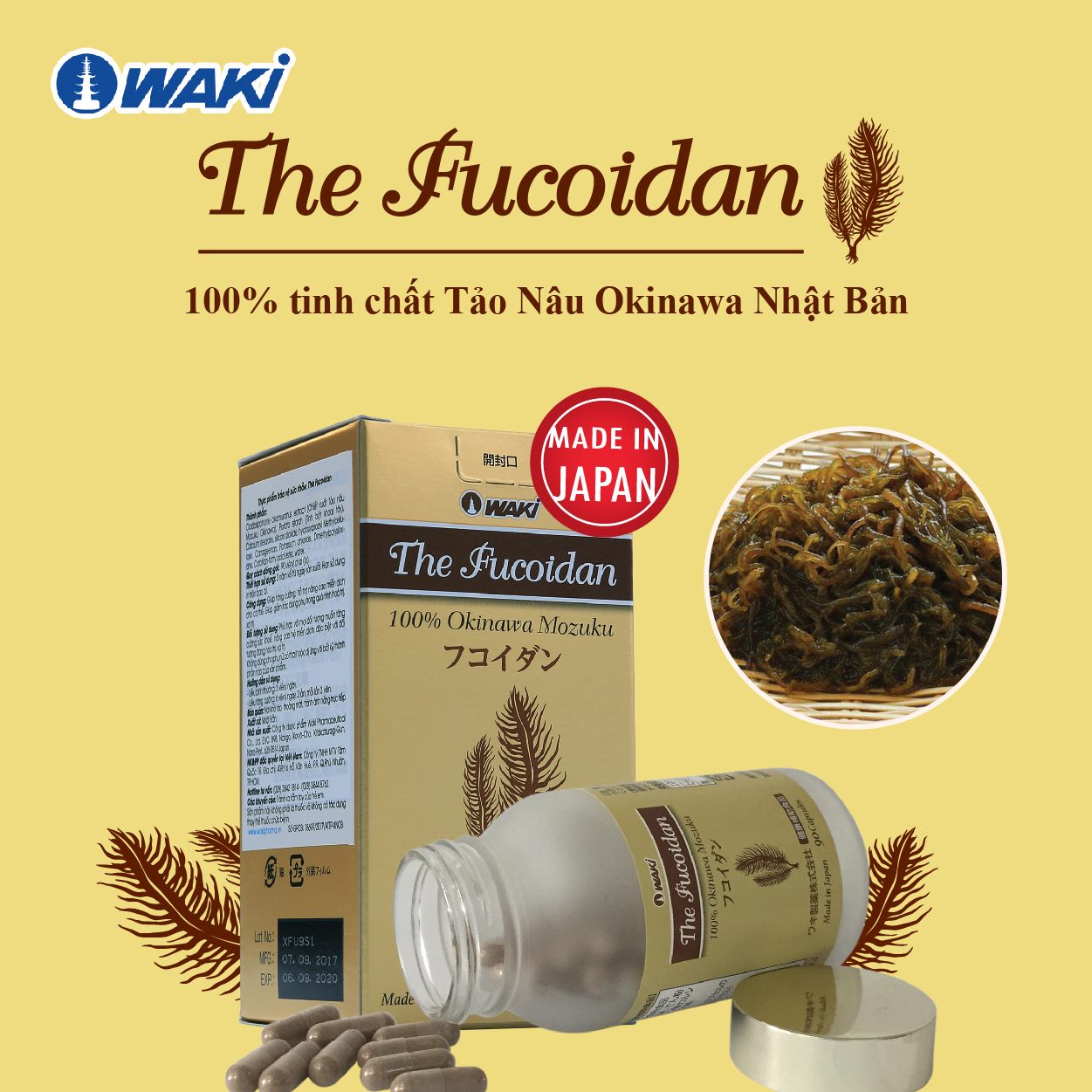 The Fucoidan chứa 100% tinh chất Tảo Nâu