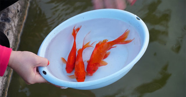 Thả cá chép tiễn ông Táo về trời là nét đặc trưng trong văn hóa Tết miền Bắc Thả cá chép tiễn ông Táo về trời là nét đặc trưng trong văn hóa Tết miền Bắc