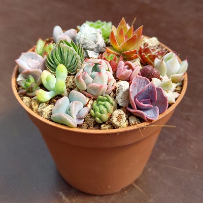 Cách chọn sen đá làm quà tặng