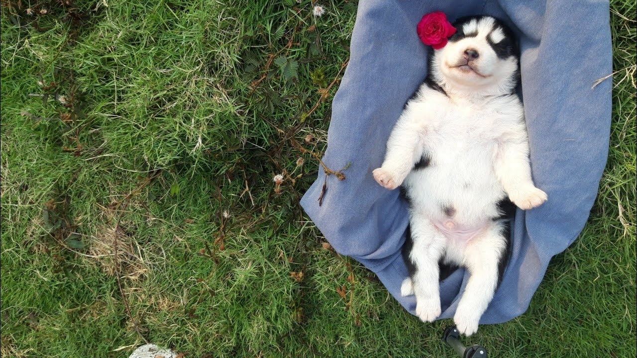 Ảnh chó Husky đẹp Ảnh chó Husky đẹp