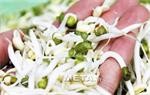 Hướng dẫn sử dụng máy làm giá đỗ sạch đa năng GV-102 - Phiên bản tự động
