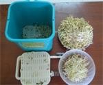 5 loại máy làm giá đỗ tốt nhất trên thị trường