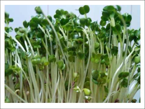 Hạt giống máy trồng rau mầm