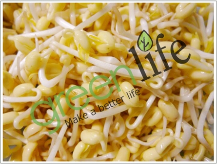 Hạt giống máy trồng rau mầm