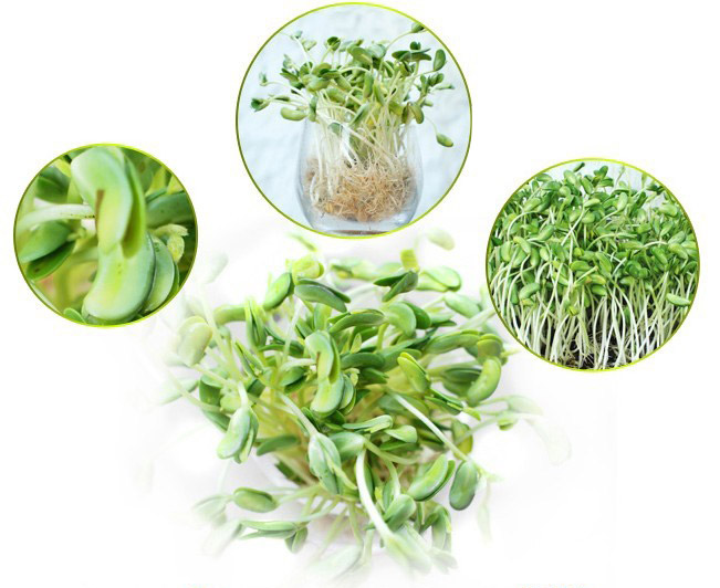 Hạt giống máy trồng rau mầm