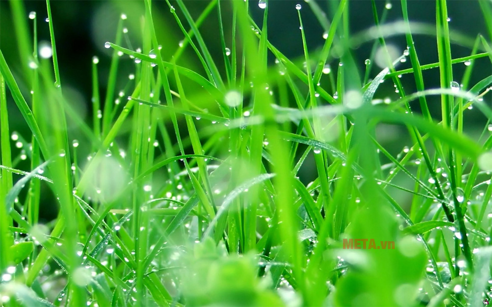 Nhổ cỏ sau mưa Những mẹo diệt cỏ dại đơn giản và tự nhiên bạn nên biết