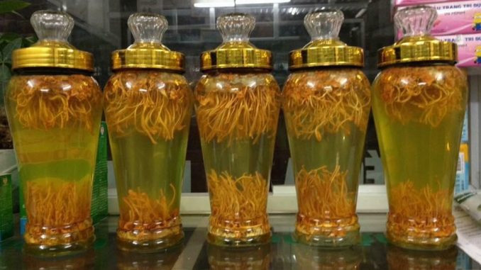 ngâm rượu đông trùng hạ thảo ngâm rượu