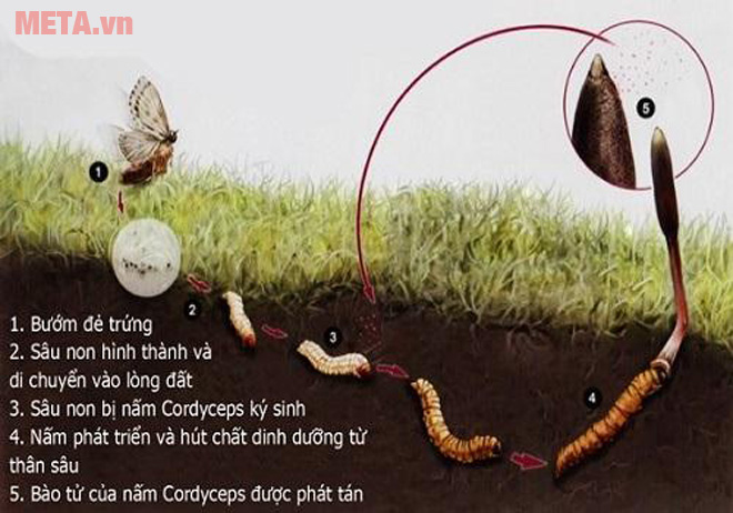 Đông trùng hạ thảo có thật sự tốt cho sức khỏe nam giới? Đông trùng hạ thảo là gì?