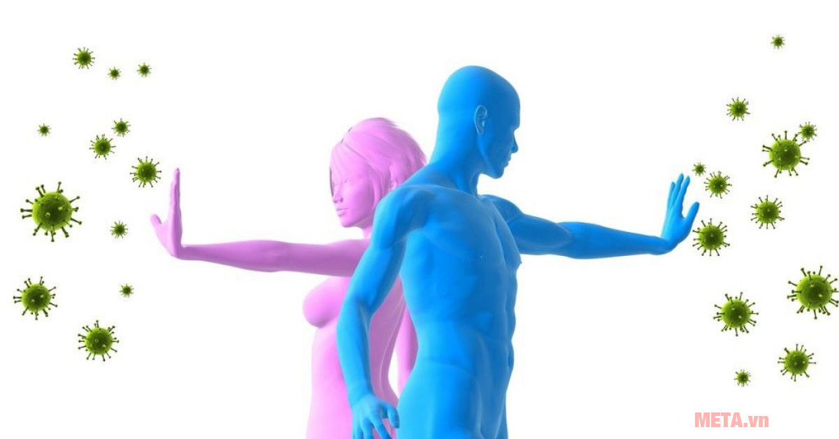 Đông trùng hạ thảo hiện có mấy lĐông trùng hạ thảo hiện có mấy loại? Tác dụng là gì?oại? Tác dụng là gì? Hệ miễn dịch