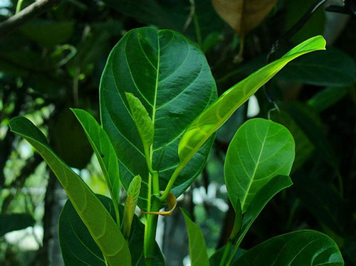 cách chữa tắc tia sữa bằng lá mít