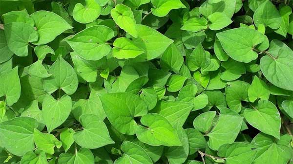 Thuốc an trĩ vương có tốt không Thuốc an trĩ vương có tốt không