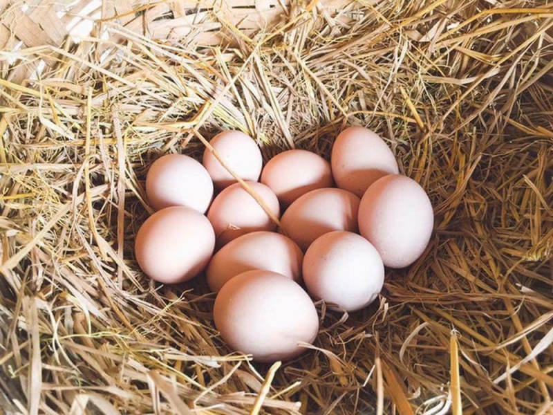 Tác dụng của trứng gà với sức khỏe rất rõ ràng, đặc biệt là để bồi bổ cơ thể