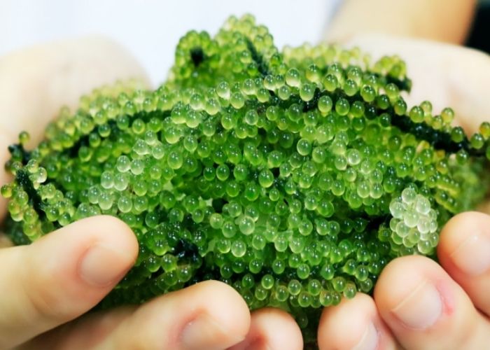 Hình ảnh rong nho biển Hình ảnh rong nho biển