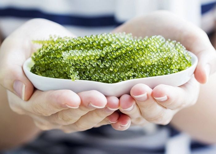 Công dụng của rong nho với việc làm đẹp và giảm cân là rất tích cực Công dụng của rong nho với việc làm đẹp và giảm cân là rất tích cực