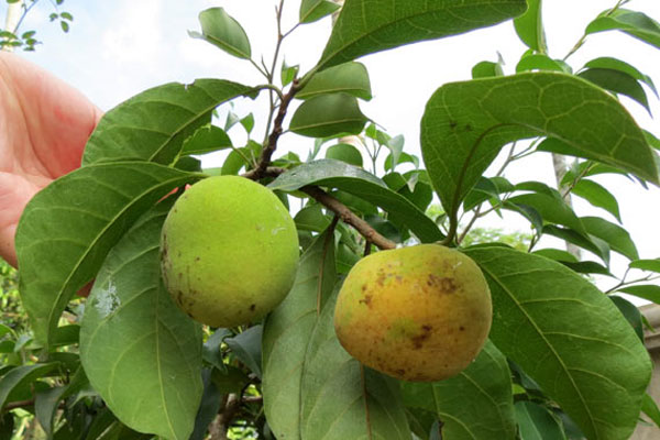 Quả chay là gì