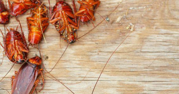 Cách đuổi gián trong nhà