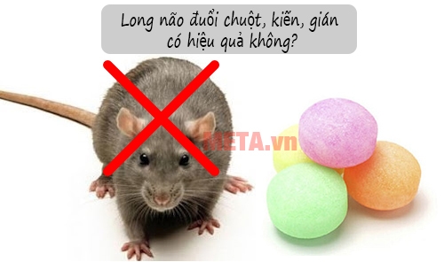 Dùng long não để đuổi chuột, gián, kiến