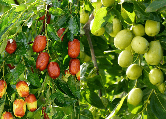 Cây táo tàu