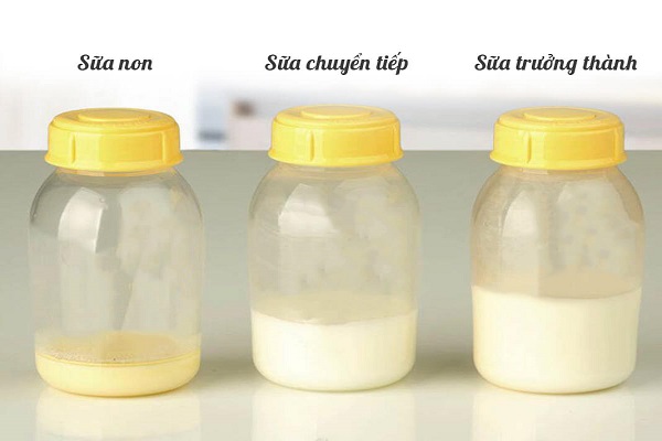 Sữa non tiết ra có màu khác nhau, thường là màu vàng, hoặc vàng nhạt, hoặc màu trắng đục, có khi trong suốt