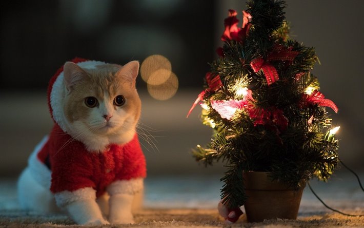 Hình chúc Noel đẹp cho nàng/chàng yêu mèo.