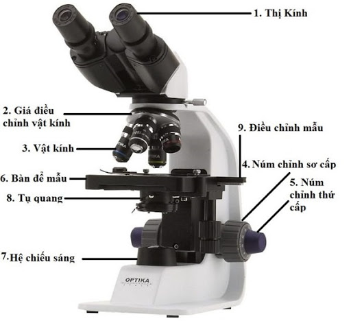 Cấu tạo kính hiển vi quang học