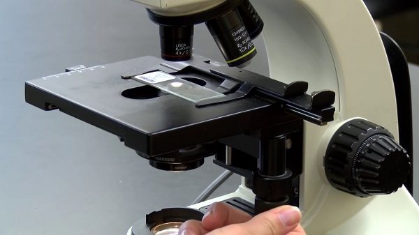 Cách sử dụng kính hiển vi quang học