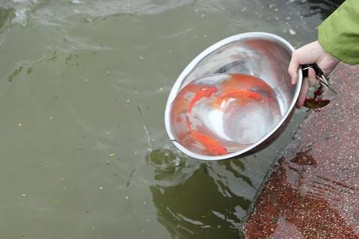 Phong tục thả cá chép cúng ông Táo