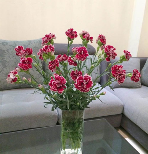 Cách cắm hoa cẩm chướng ngày Tết