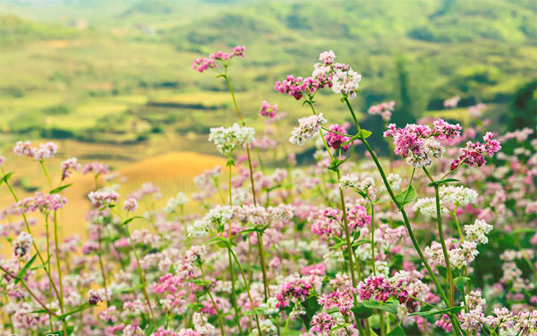 Hoa tam giác mạch