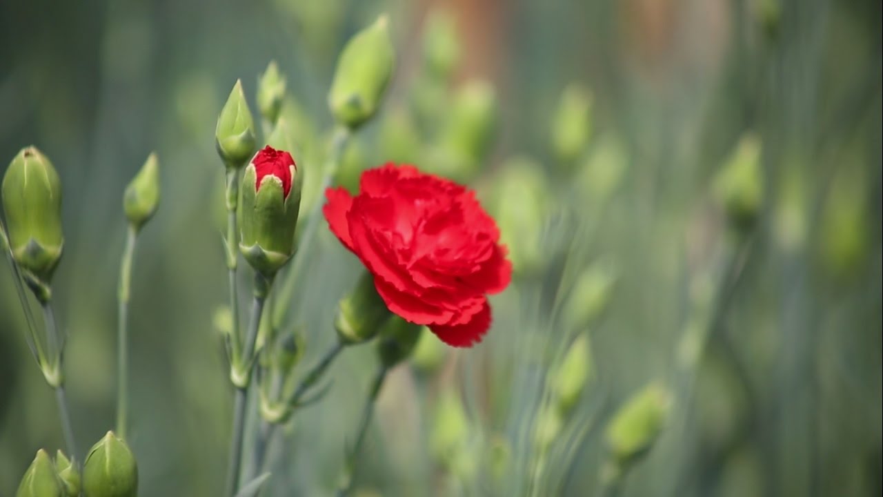 Hoa cẩm chướng (hoa phăng) có ý nghĩa gì? Cách cắm hoa phăng đẹp nhất