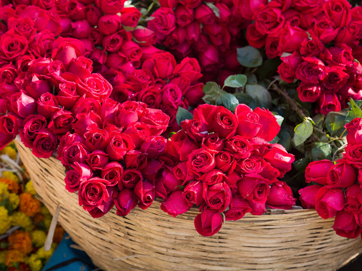 Những bông hồng Valentine mang ý nghĩa sâu sắc chắc chắn sẽ là món quà tình yêu ngọt ngào cho người ấy
