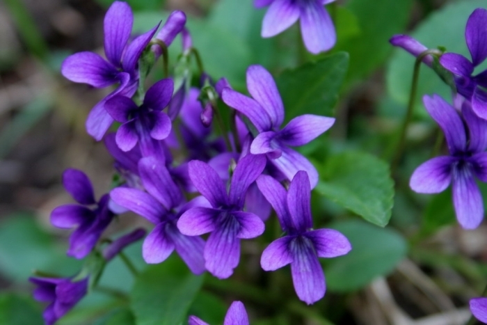 Hoa violet là hoa gì?