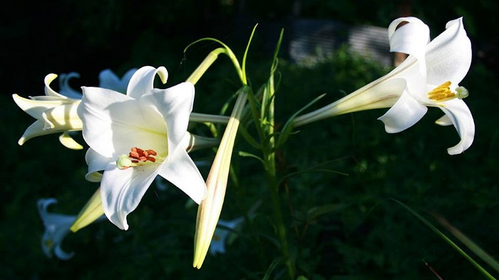 Những hình ảnh hoa loa kèn trắng đẹp tinh khôi chào hè