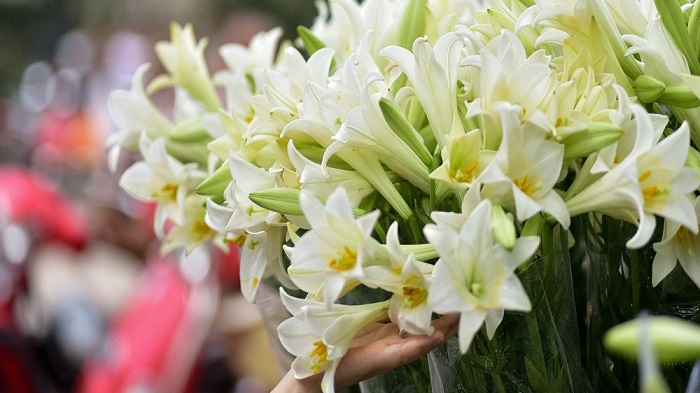 Những hình ảnh hoa loa kèn trắng đẹp tinh khôi chào hè