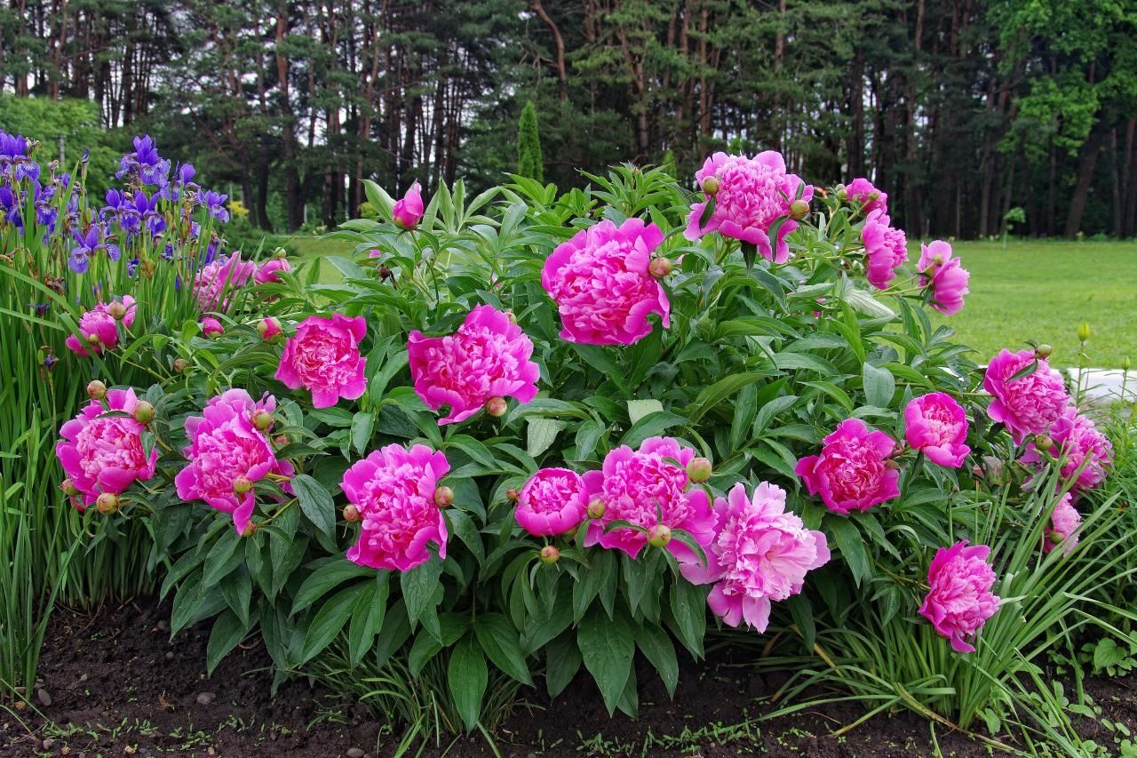 Cây mẫu đơn Peony