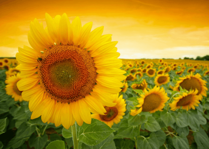 Hình ảnh hoa mặt trời