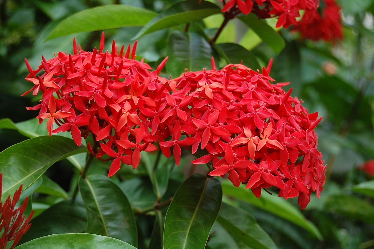 Bông trang (Ixora)