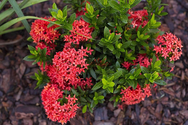 Bông trang (Ixora)