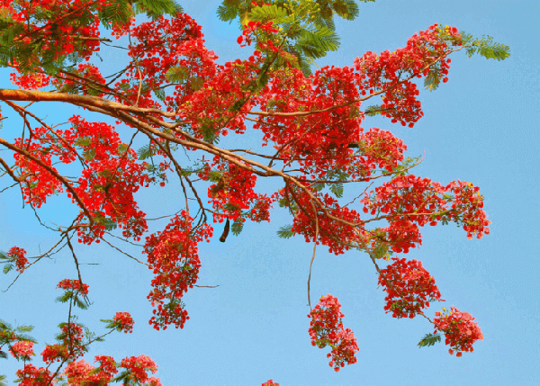 Hình ảnh cây phượng đỏ rực trên nền trời xanh