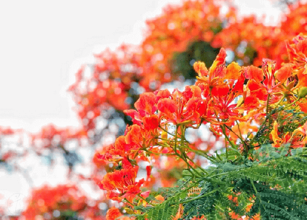 Hình ảnh hoa phượng rực sắc đỏ