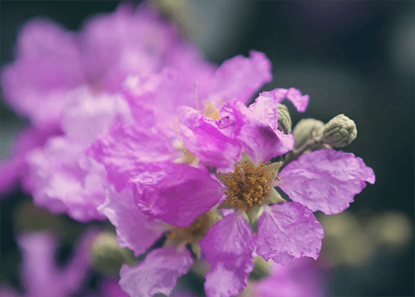 Hình ảnh hoa bằng lăng tím