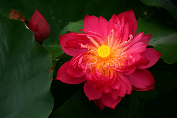 Hình ảnh hoa sen đỏ