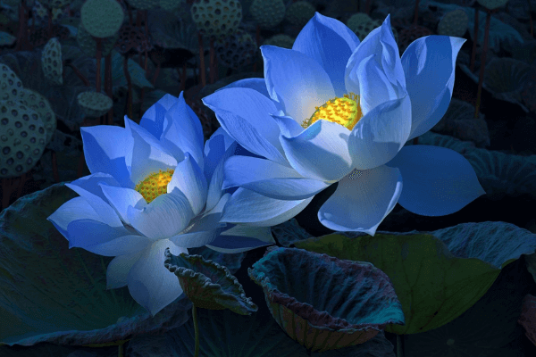 Hình ảnh hoa sen xanh
