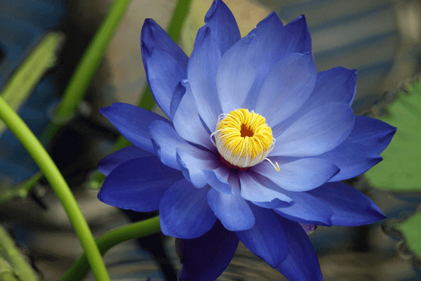 Hình ảnh hoa sen xanh