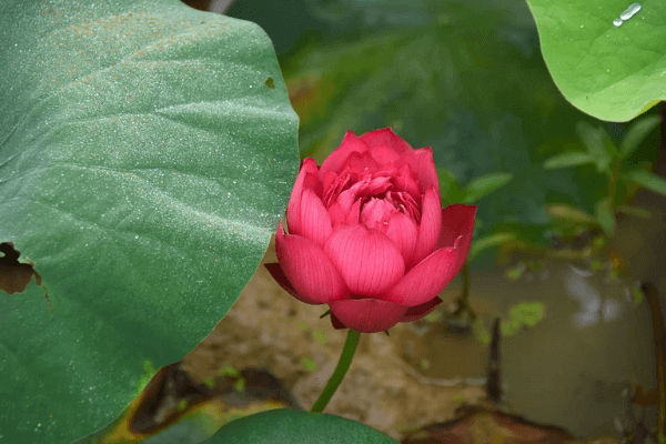 Hình ảnh hoa sen đỏ