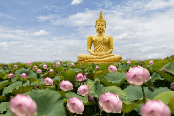 Hình ảnh hoa sen Phật giáo 