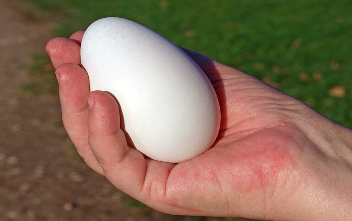 Trứng ngỗng mang đến nhiều tác dụng cho sức khỏe