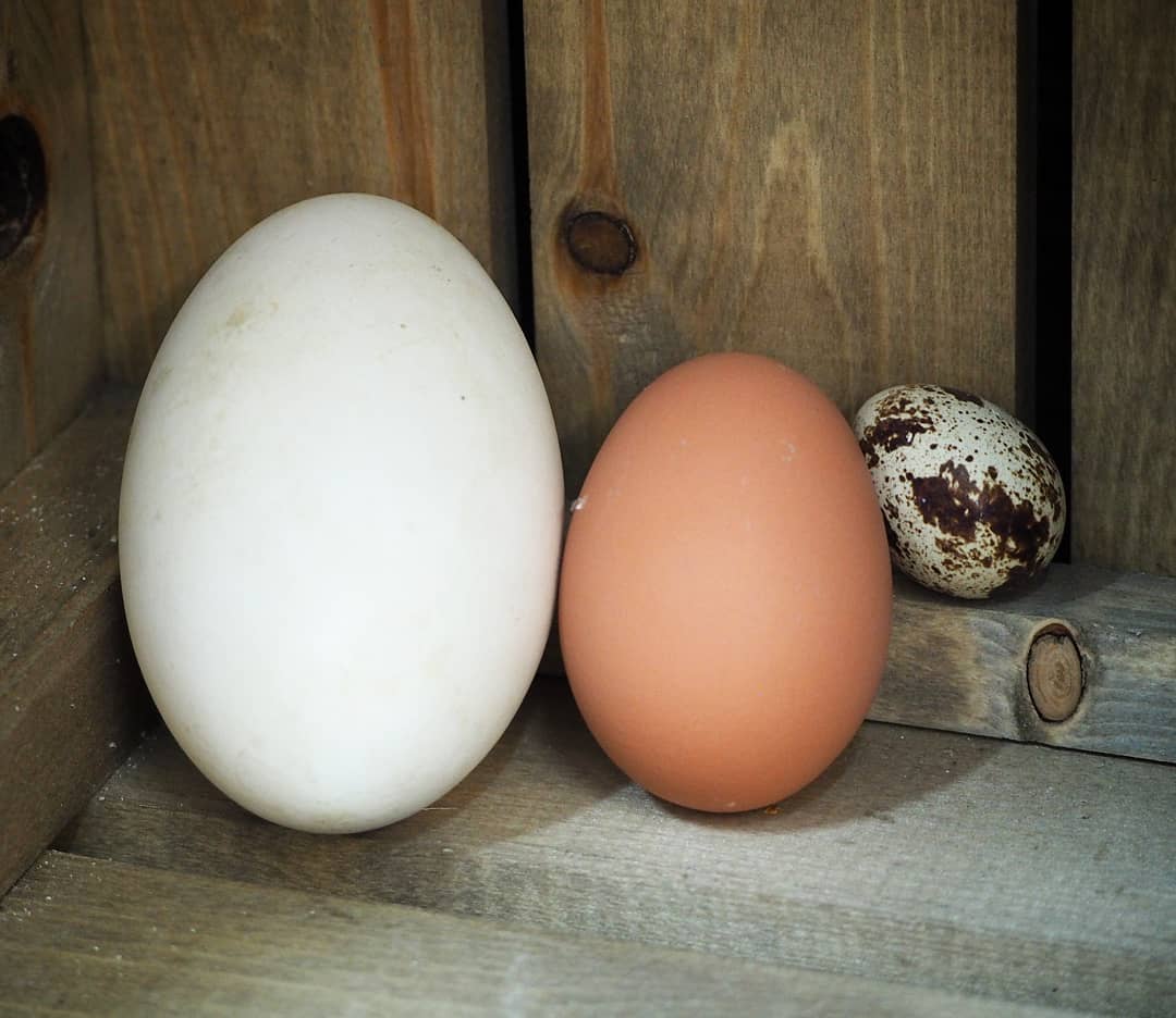Trứng ngỗng có kích thước lớn hơn trứng gà, trứng vịt