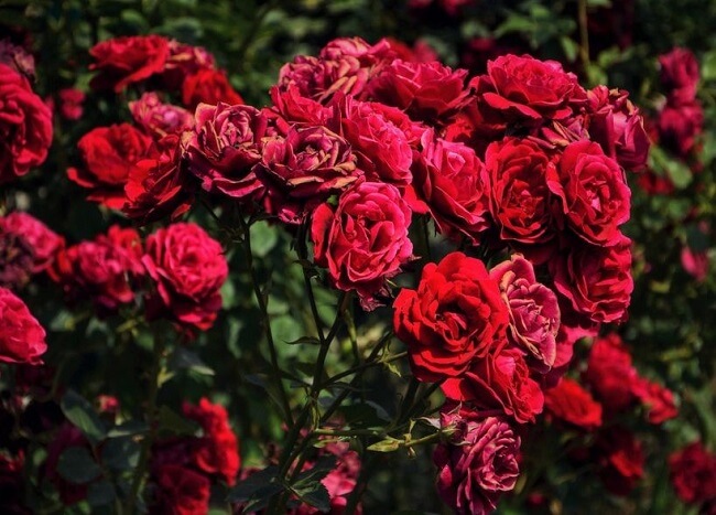 Vẻ đẹp của hoa hồng trong tự nhiên
