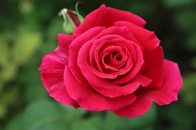 Hình ảnh hoa hồng đẹp chào ngày mới